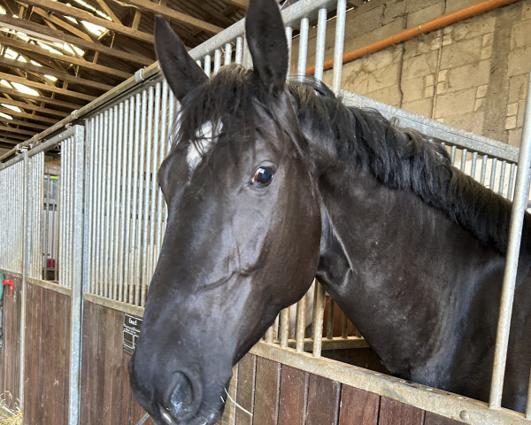 Springpferd Evanelle (KWPN (Niederländisches Warmblut), 2018, von Elion V)