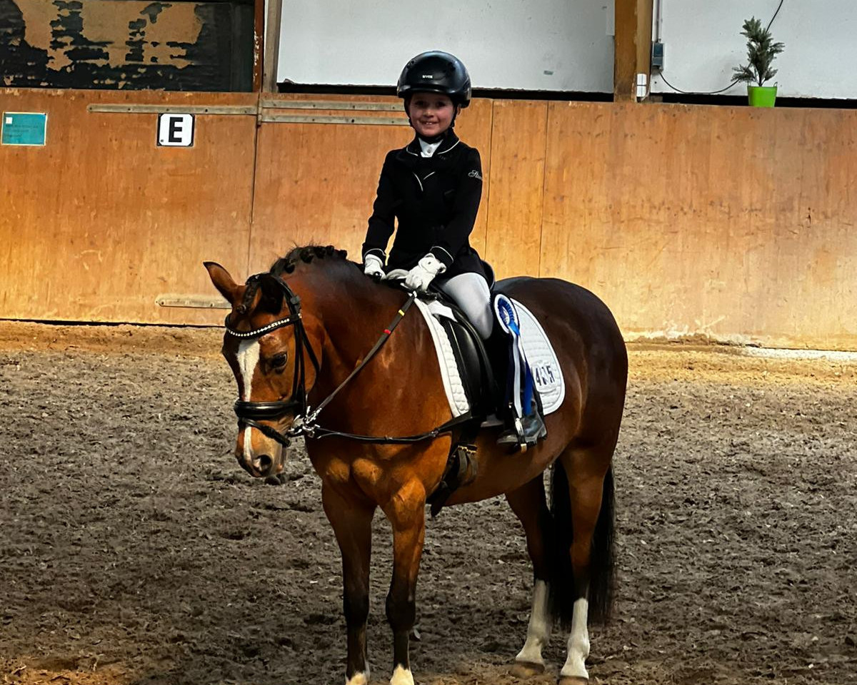 horse HSH Zimtschnecke (KWPN (Royal Dutch Sporthorse), 2010, from Hogeland's Nandor)