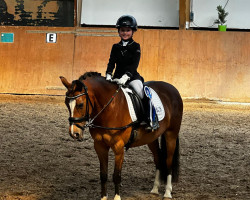 Pferd HSH Zimtschnecke (Schwedisches Warmblut, 2010, von Hogeland's Nandor)