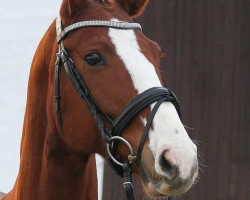 dressage horse Borderline 3 (Hanoverian, 2008, from Ballettmeister)