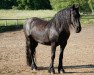 broodmare Twinke (Friese, 2006, from Jasper 336 P)