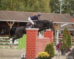 jumper Labrasca (Holsteiner, 2008, from Laurenz)