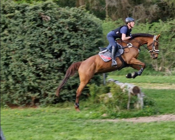 jumper Captain Jack 77 (German Sport Horse, 2014, from Castelo Branco)