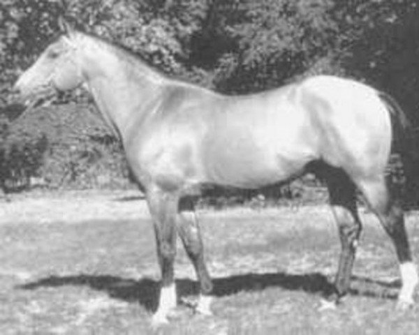 stallion Prelude de Cheux (Selle Français, 1981, from Benroy xx)