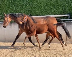 Pferd Ciara della Luna (Deutsches Reitpferd, 2023, von Tannenhof's Chambretto Gt)