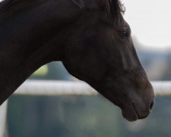 dressage horse Firemark Js (German Sport Horse, 2016, from Finest)