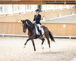 dressage horse Fürstobar v.d. Willenburg (Westphalian, 2018, from Fürst Wilhelm)