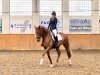 dressage horse First Lady v.d. Willenburg (Westphalian, 2017, from First Selection)