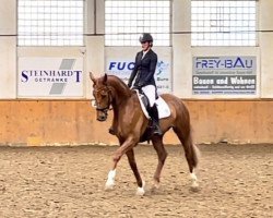 dressage horse First Lady v.d. Willenburg (Westphalian, 2017, from First Selection)