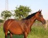 broodmare Casira (Westphalian, 2010, from Casiro I)