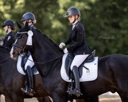 dressage horse Don Juan 203 (Bavarian, 2009, from Birkhofs Denario)