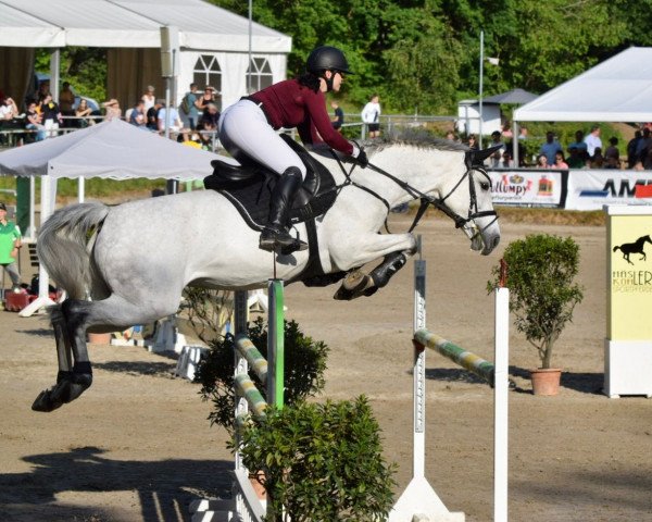 jumper Rassina - M (German Sport Horse, 2015, from Cachassini)
