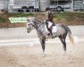 jumper Denali S (German Sport Horse, 2014, from Diacontinus)