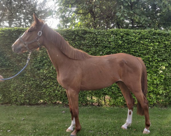 jumper Taco van de Claevervallei (Belgian Warmblood, 2019, from Tangelo van de Zuuthoeve)