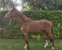 jumper Taco van de Claevervallei (Belgian Warmblood, 2019, from Tangelo van de Zuuthoeve)