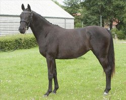 broodmare Fabrix Festina (Danish Warmblood, 2007, from Uno Don Diego)