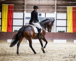 Springpferd Dancing Star 6 (Deutsches Reitpony, 2009, von Dance Star AT)