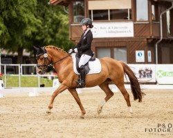 broodmare Delight of Lord (German Riding Pony, 2011, from Der feine Lord AT)