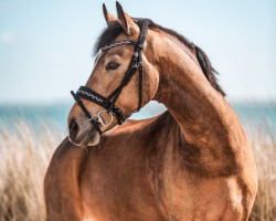 dressage horse Hesselteichs One in A Million (German Riding Pony, 2015, from A Gorgeous)