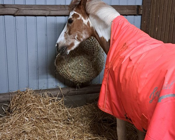 dressage horse Jule (sonstiges Pony, 2005)