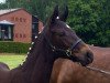 Dressurpferd Dark Temptation R (Westfale, 2016, von Don Kennedy)