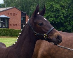 dressage horse Dark Temptation R (Westphalian, 2016, from Don Kennedy)