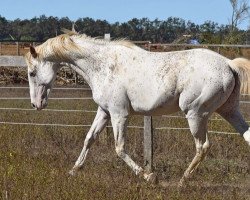 horse Great Casesar Ghost xx (Thoroughbred, 2014, from Profile in Style xx)