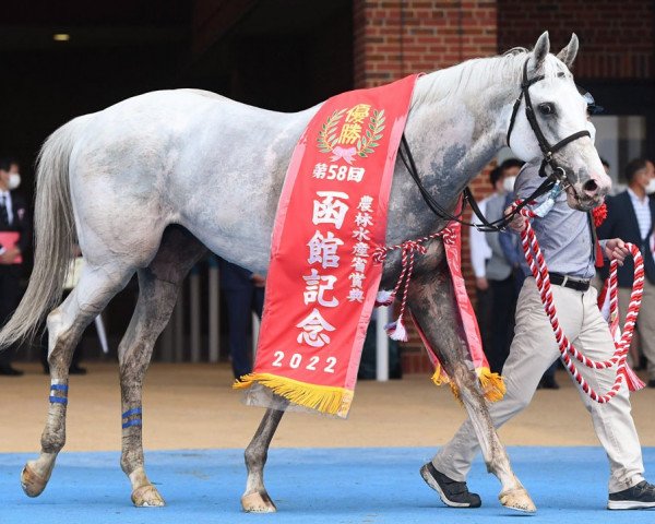 horse Hayayakko xx (Thoroughbred, 2016, from King Kamehameha xx)