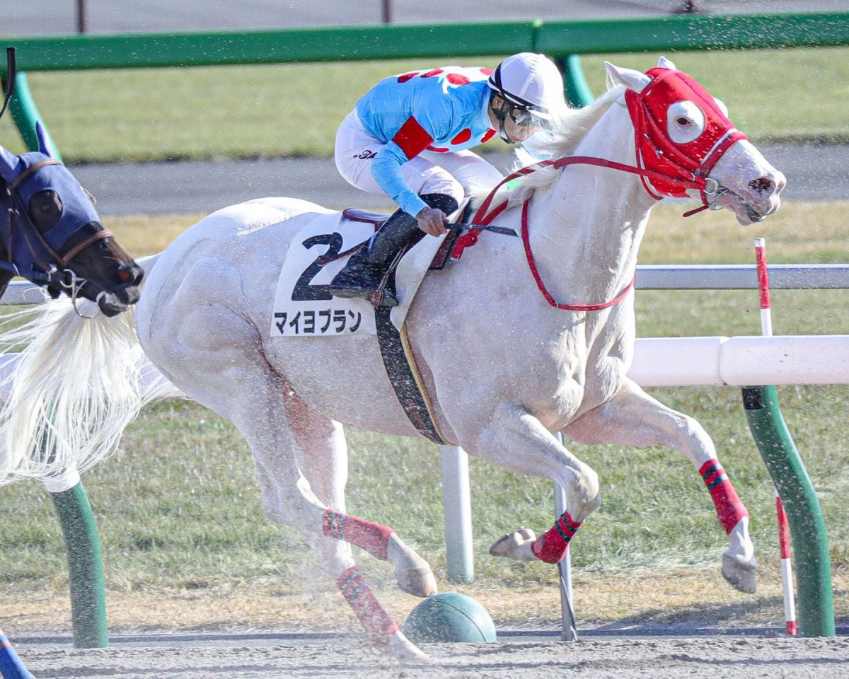 horse Maillot Blanc xx (Thoroughbred, 2016, from Johannesburg xx)