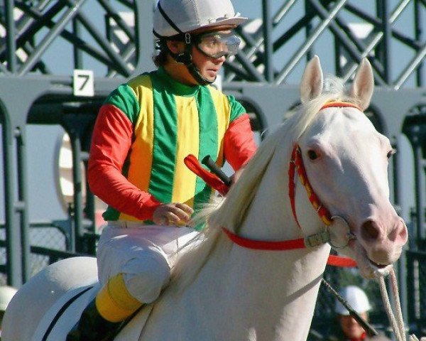 horse White Pegasus xx (Thoroughbred, 1998, from Aswan xx)