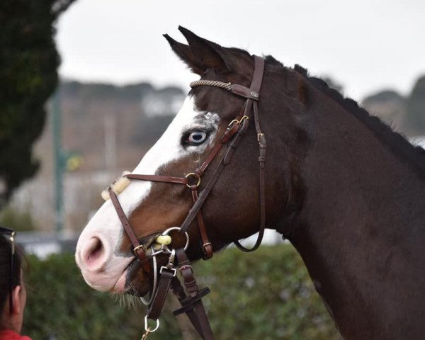 horse Different Views xx (Thoroughbred, 2014, from Proud Citizen xx)