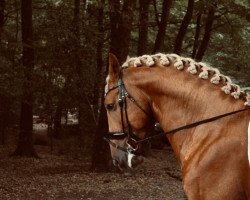 dressage horse Maluma 2 (unknown, 2017)