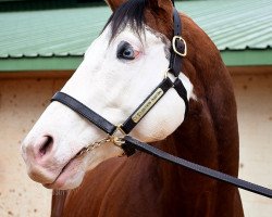 horse Southern Phantom xx (Thoroughbred, 2016, from Bodemeister xx)