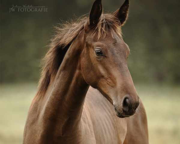 jumper Oakley CS (Oldenburg show jumper, 2022, from Ogano)