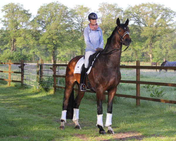dressage horse Sir Sasse (Westphalian, 2012, from San Cavalier Plus)