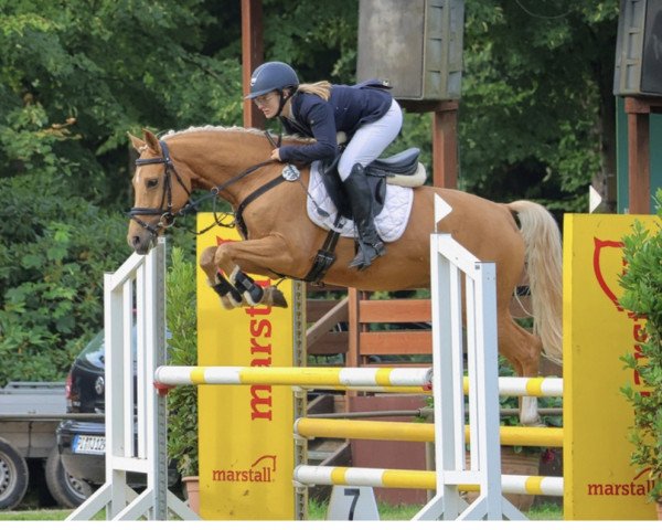 jumper San Diego H 3 (German Riding Pony, 2017, from Nancho's Golden Star)