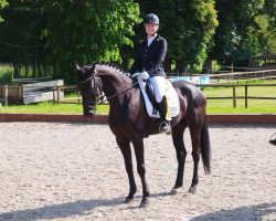 dressage horse Toni Talisman (Hanoverian, 2016, from Talismann 93)