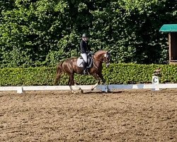 dressage horse Janique (German Riding Pony, 2009, from Halifax)