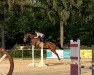 Springpferd Uncas L (Westfale, 2016, von United Touch S)