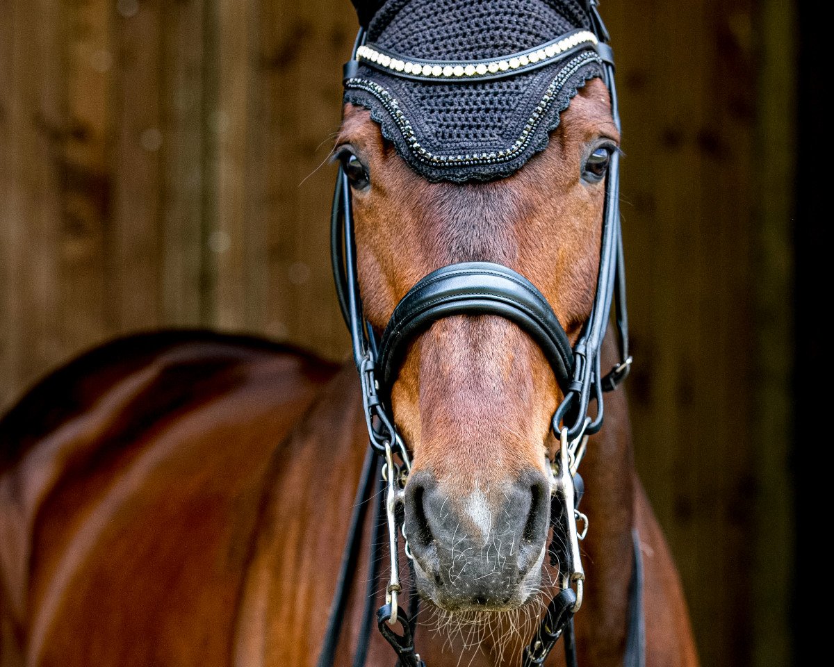 dressage horse Something Special 19 (German Warmblood, 2014, from Simsalabim)