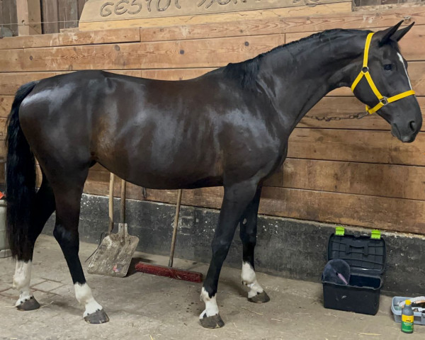 Springpferd Enja (Bayer, 2016, von Coupe Gold)