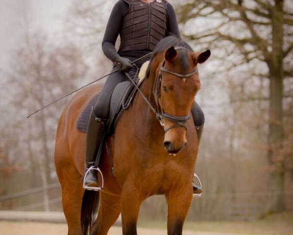 dressage horse Flynn 24 (Westphalian, 2009, from Floresco NRW)