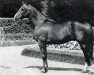 stallion Trafalgar (Selle Français, 1963, from Nickel AA)