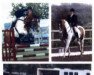 Deckhengst Wixstone Oban (Anglo Europäisches Sportpferd, 1993)