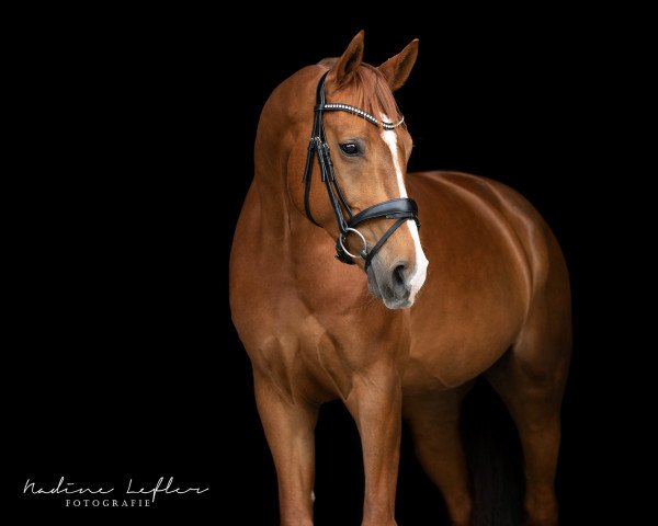 dressage horse Faveur Royale (Westphalian, 2007, from Fleury)
