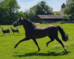 dressage horse Cedrik (Welsh-Pony (Section B), 2002, from Constantin)