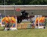 jumper Casabella of Descarada (Oldenburg show jumper, 2017, from Casalido)