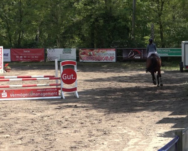 Reitturnier Mettingen 2023