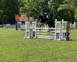 jumper Dianero (Hanoverian, 2017, from Diacontinus)