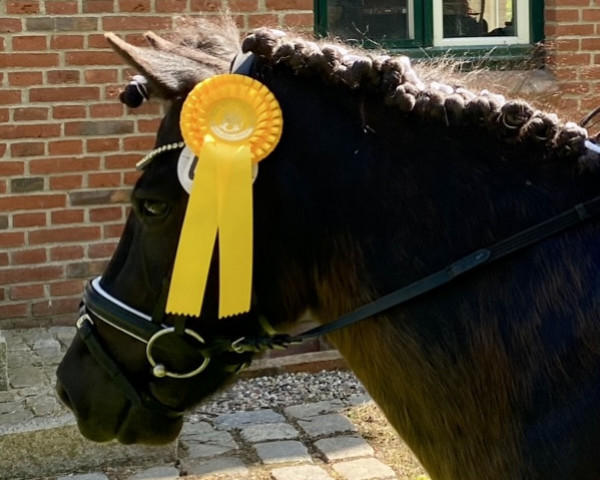 Pferd Hummel 96 (Shetland Pony, 2013)